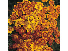 �������� ��������� ���� 0,1� ����� 8,99 ���.[���.3004376]