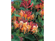 ��������� �������� �����+