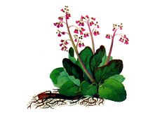 �����, ������, 50�. ���� 45 ���