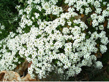 ������ ������� �����,(��) 7,00 ���.  [���.3004539]