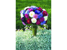 ����� ��� ��������, (��) 7,00 ���. [���.3001642]