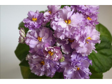 �� ��������� �������� (���� ����)