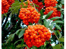 ������ �����������-300�