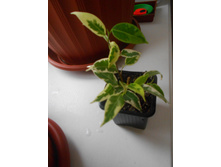 DSCN5402.JPG