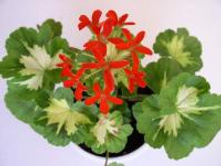 Happy Thought (���� �����)