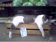 ������������ ���