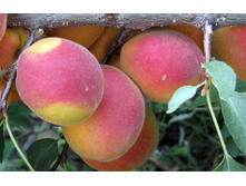 ������� ����������� �����-470�