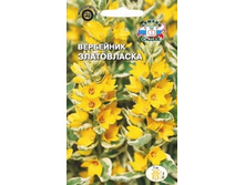 Verbeynik-zlatovlaska n .jpg