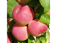 ������ ������-350�.jpg