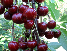 ������� ����������-430�