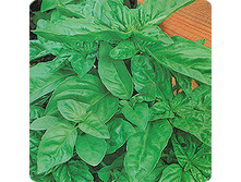 ������� ������������� 0,3� ��� ��� �.� 6,50 ���. [���.��000000704]