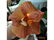 Topaz Glory.JPG