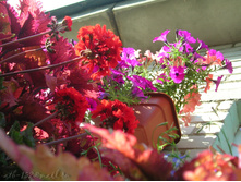 DSCN4137.JPG