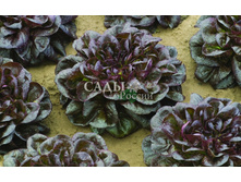 ����� ����� 5�� 25�.jpg