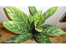 ��������� ������� - 700 - 750  ���.