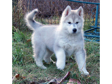 ZAK HARPER DRAGON WHITE/ ��� ������ ������ ����