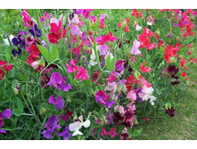 ������� �������� ����������,(��)7,50 ���.[���.3002535]