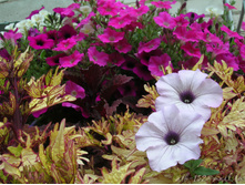 DSCN5087.JPG