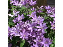 �������� ��������������� ������ ������ � ������.jpg