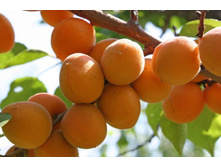 ������� ������ �������� -470�