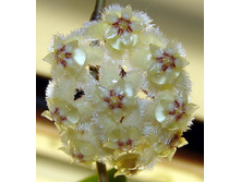 Hoya erythrina (GPS 10143)- ������ �������� ...