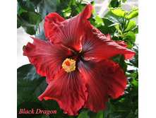 Black Dragon