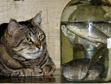 ������ ����� ...