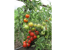 ����� ������� F1 ��.��� 23,00 ���. [���.��000000497]