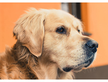 �������� 27*38 ag490 - 846 ���.