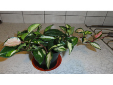 ������� ��������