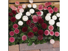 ���������� ����������,(��)7,00 ���.[���.3002682]