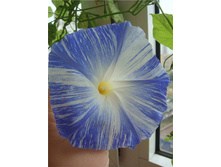 ������ �������� ������� ������ 8,13 ���.[���.3002032]