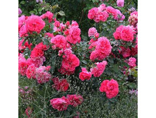 ���� �������� ���� ���� ����� � �������  180�