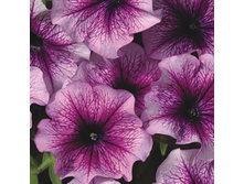 ������� �������� F1 ����� 18,30 ���..jpg