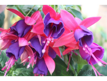 Loco Silk (���� - ����)