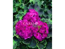 ������ ����� �� ���Σ��� 4�� 57,5.jpg