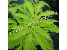 ������ ������ �����.jpg