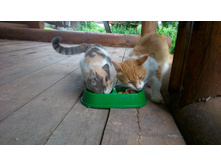 ������������� �������