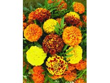 �������� ��������� ����� ����������� ���������� ,(��) 7,50 ���. [���.3005103]