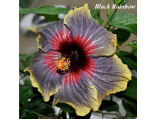 Black Rainbow