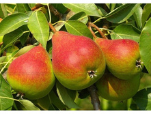 ����� ��������� �����������-400�