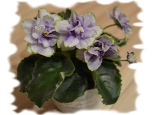 ������� �������