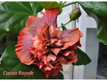 Cocoa Royale