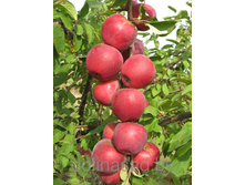 ������ �������� ������������-420�.jpg