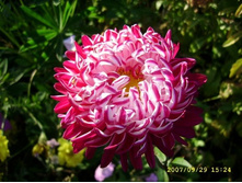 ����� ����� ���� ���������,(��)10,00 ���.[���.3004077]