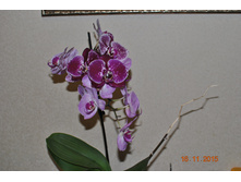 DSC 0879.JPG