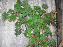 IMG 4578.JPG