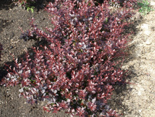 ����� ��� ����*