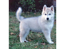 ZAZ KISS OF WIND/ ��� ���� �� ����