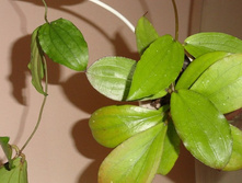 Hoya erythrina (GPS 10143)- ������ �������� �������� ...